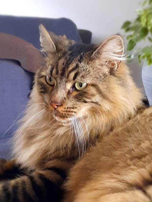 verzorging-kat verzorging kat